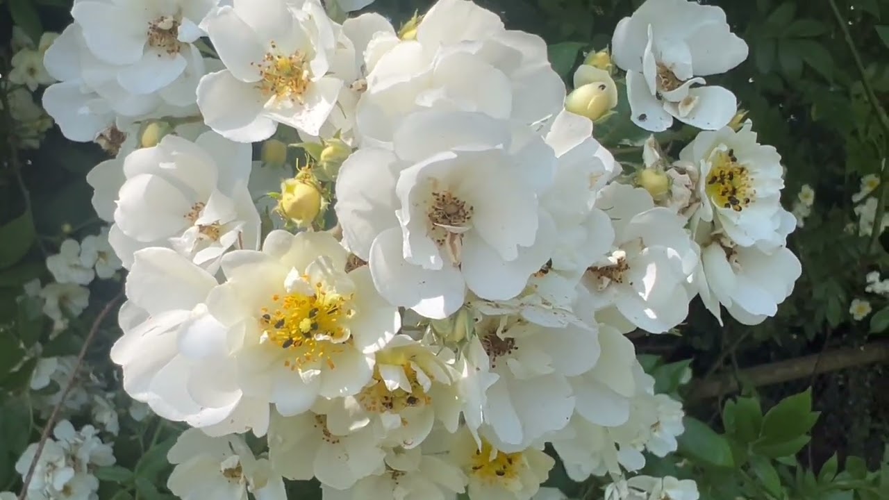🤩🤩 WOW!!!! 🤩🤩 RAMBLING RECTOR ROSE REVIEW JUNE 2025 🫶🏻