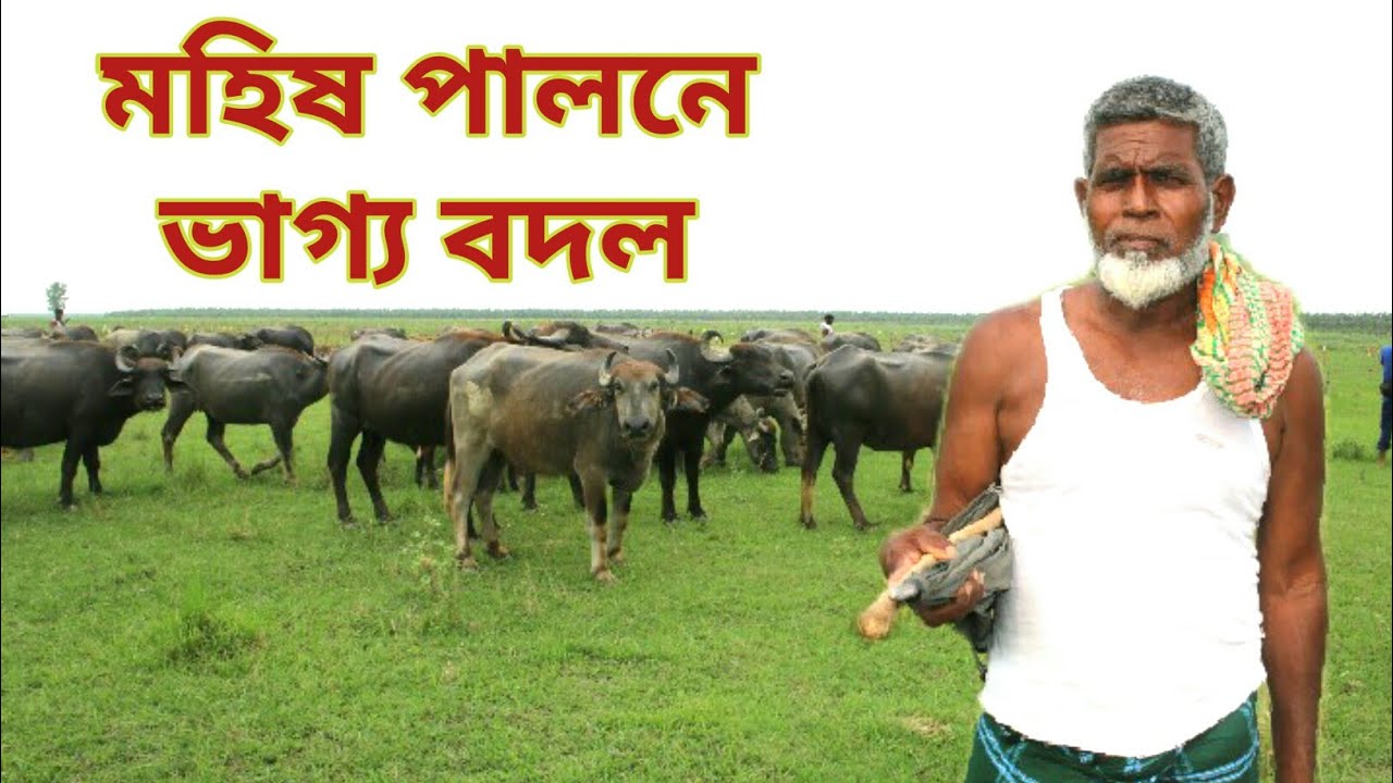 বাতানে মহিষ পালন করে কোটিপতি নাটোরের জোইমুদ্দিন/Bufallo farming bangladesh.