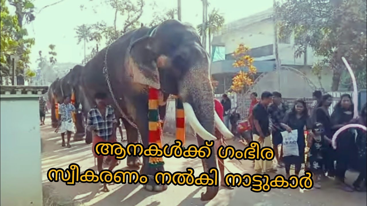 ഉത്സവത്തിന് വന്ന ഗജ രാജന്മാരെ നാട്ടുകാർ സ്വീകരിച്ചു കൊണ്ട് വരുന്നു 