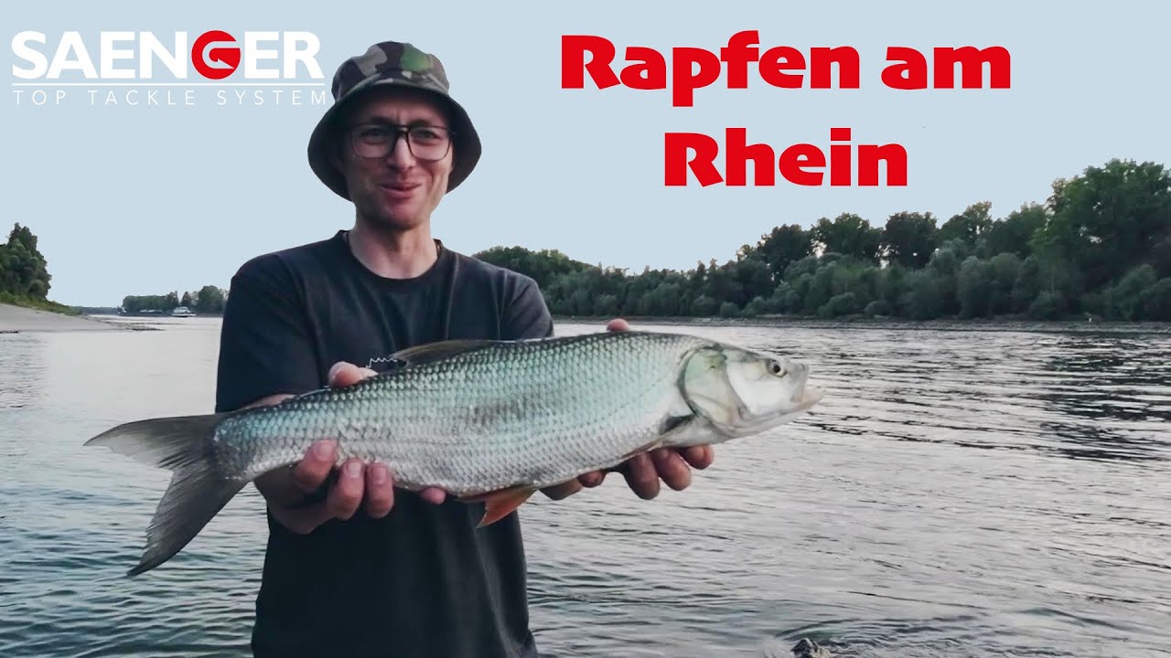 Rapfen am Rhein | Oberfl&auml;chenangeln im Sonnenuntergang | Andis Angelabenteuer