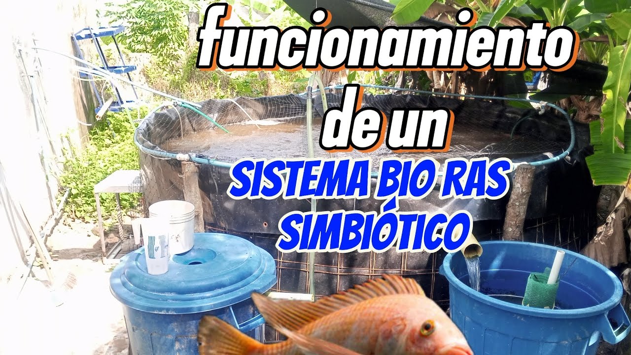 🔄 &iquest;C&oacute;mo FUNCIONA un Bio RAS Simbi&oacute;tico? 🐟 | Tanque + Sedimentador + Reservorio = &iexcl;SISTEMA COMPLETO!