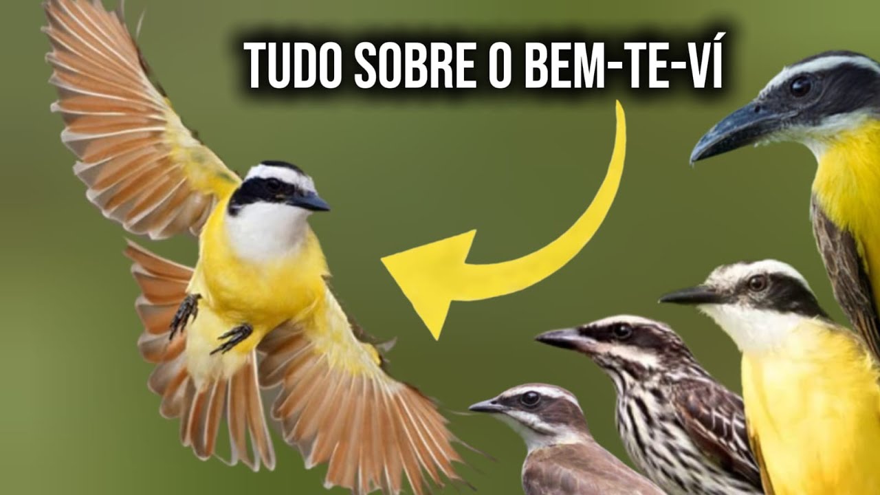 Curiosidades sobre o  Bem-te-vi e outras espécies