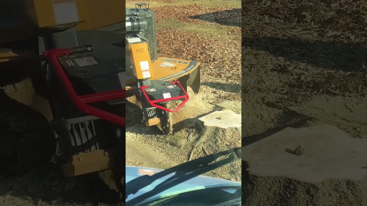 9 Oak Trees coming down #treeservice #firewood #blanfordstreeservice #firewoodatthefurnace