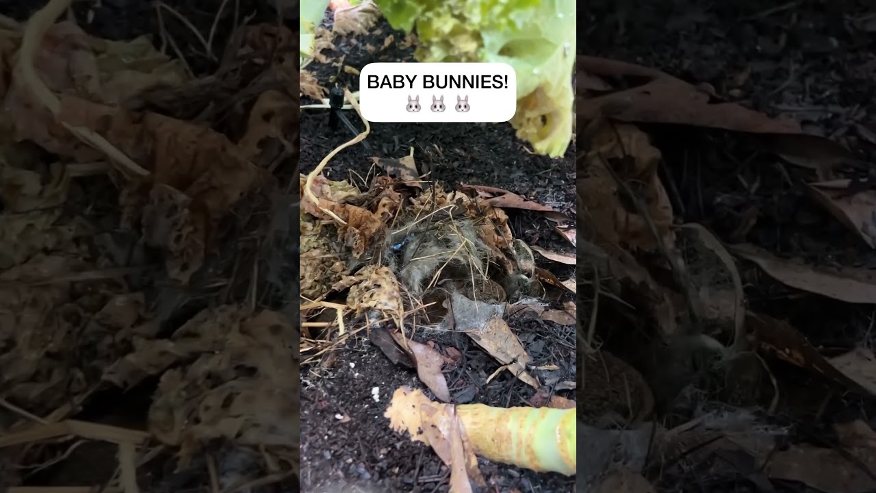 Nest Of Bunnies!!!
