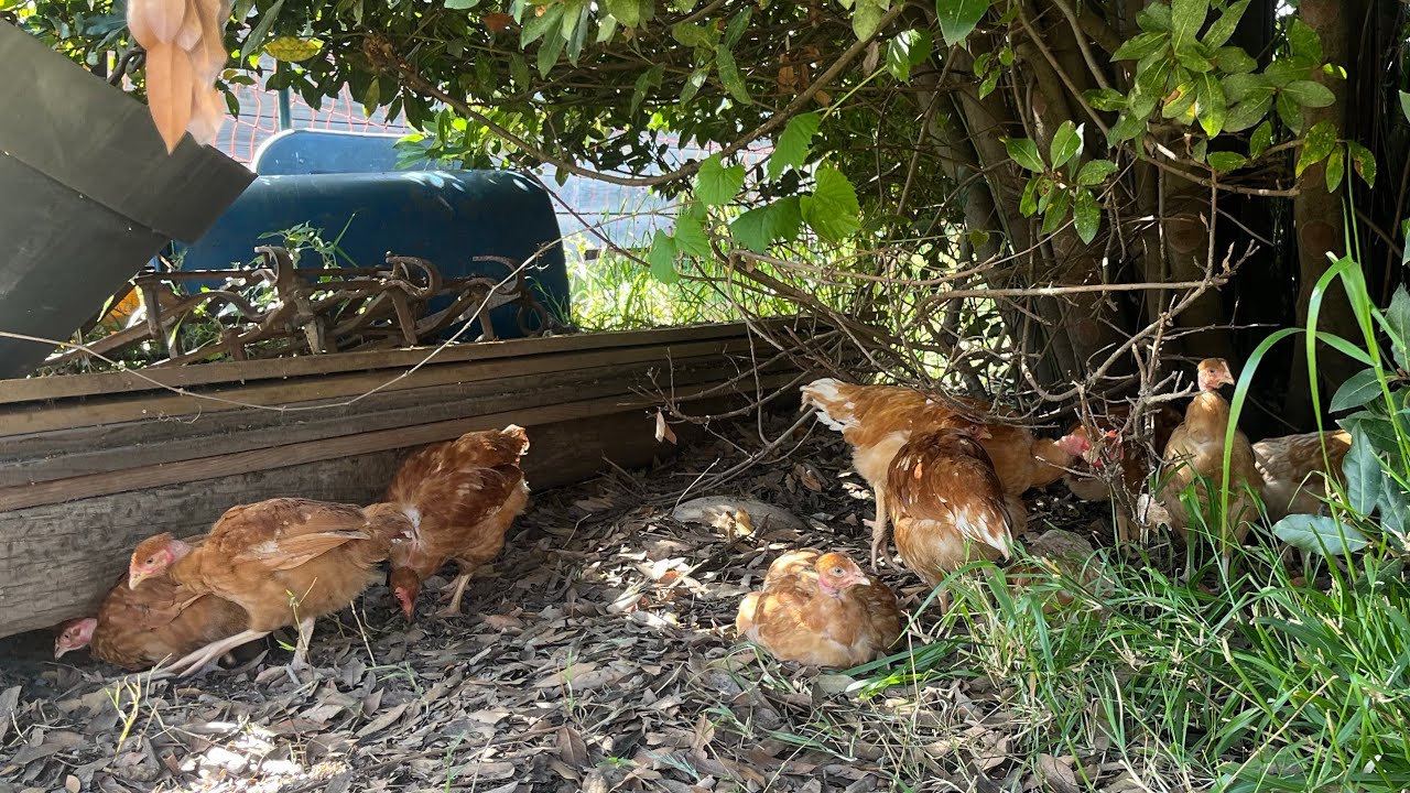 Tout savoir sur la race des poulets cou nu