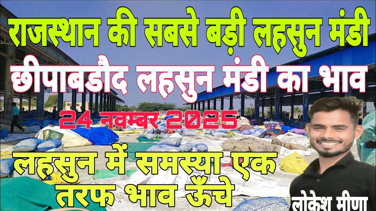 शानदार जोरदार भाव,Chhipabarod Lahsun Mandi Ka Bhav | Today Garlic Rate | Aaj Ka Lahsun Ka Bhav