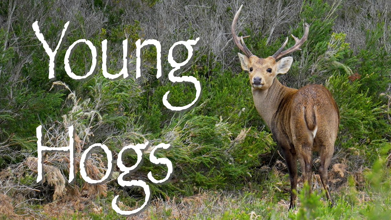 Young Hogs