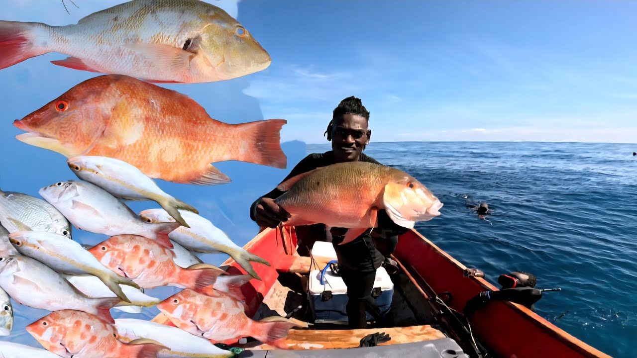 REEF OF LIFE/SPEARING GIANT MUTTON SNAPPER & YELLOWTAIL IN 70 FT WATER (SPEARFISHING IN JAMAICA)🇯🇲