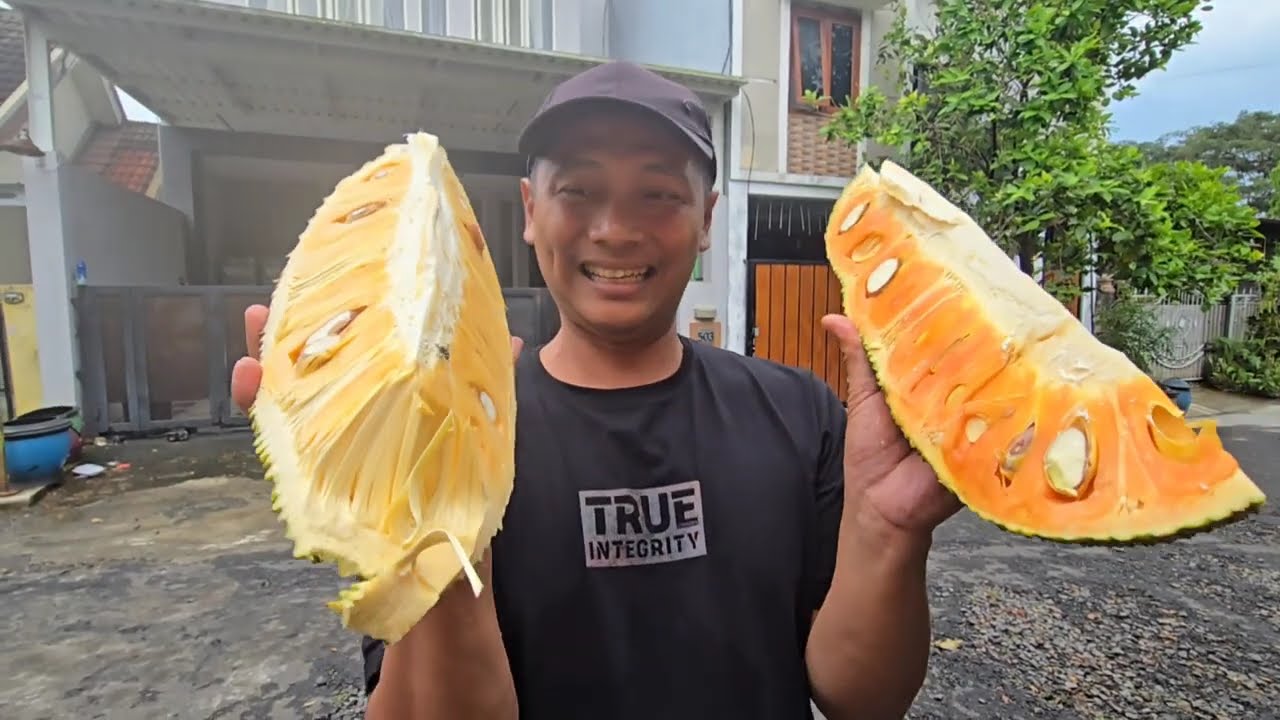 Pohon nangka paling fenomenal