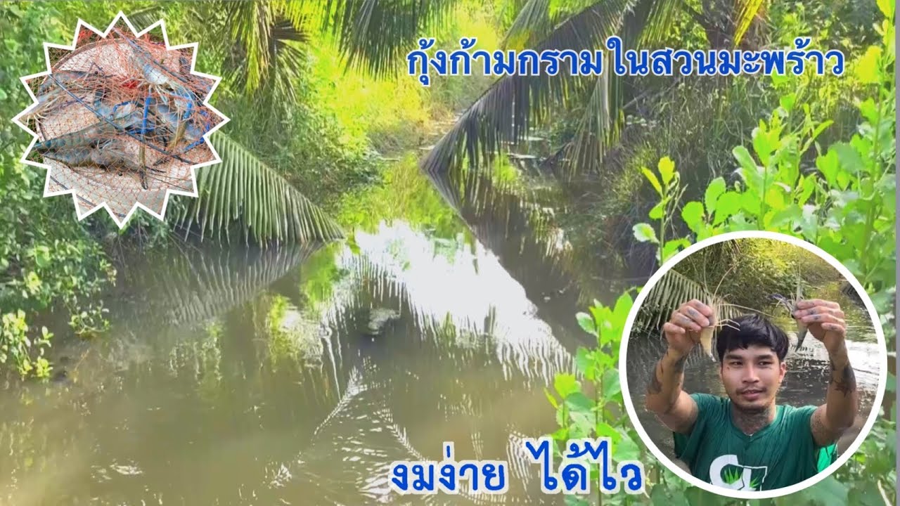 ออกงมกุ้ง มันสะดุ้งมือจริงๆ นั้นแหละ  #งมกุ้งก้ามกรามสวนมะพร้าว (ออกหาแดก) EP.6