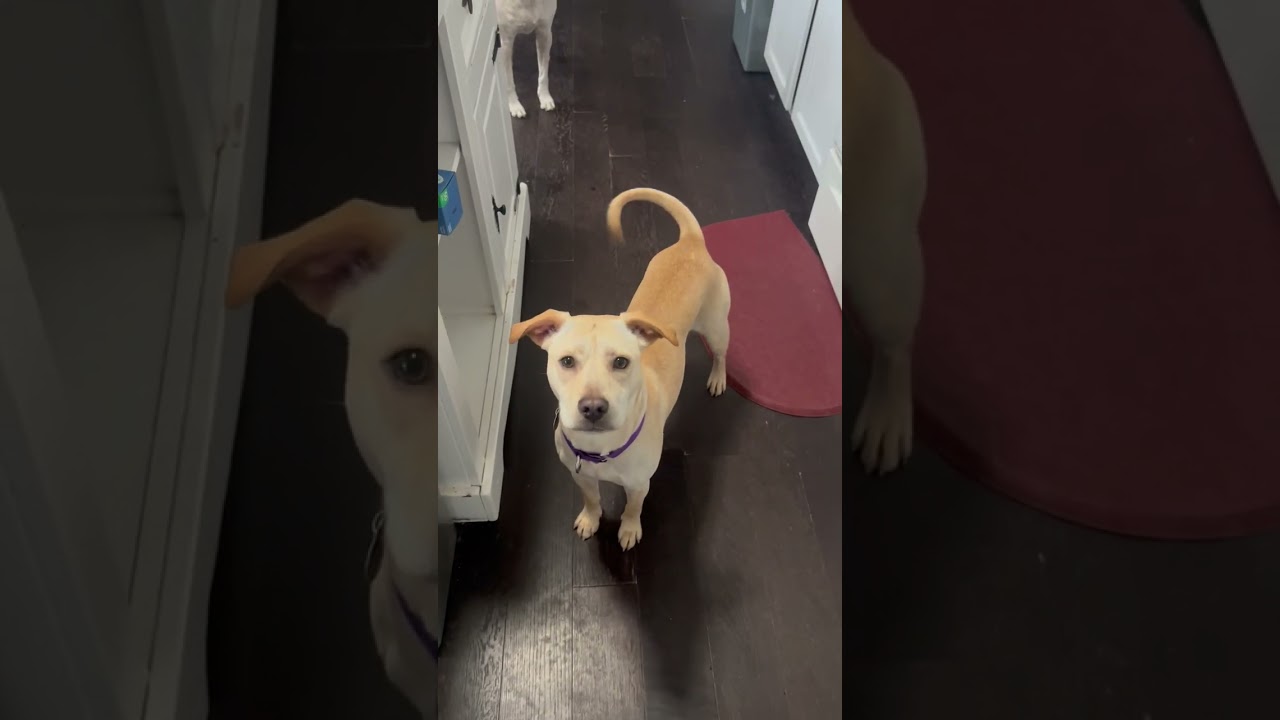 Meet 79070a Mellie - Adoption Ambassador a Terrier, American Staffordshire currently available for a