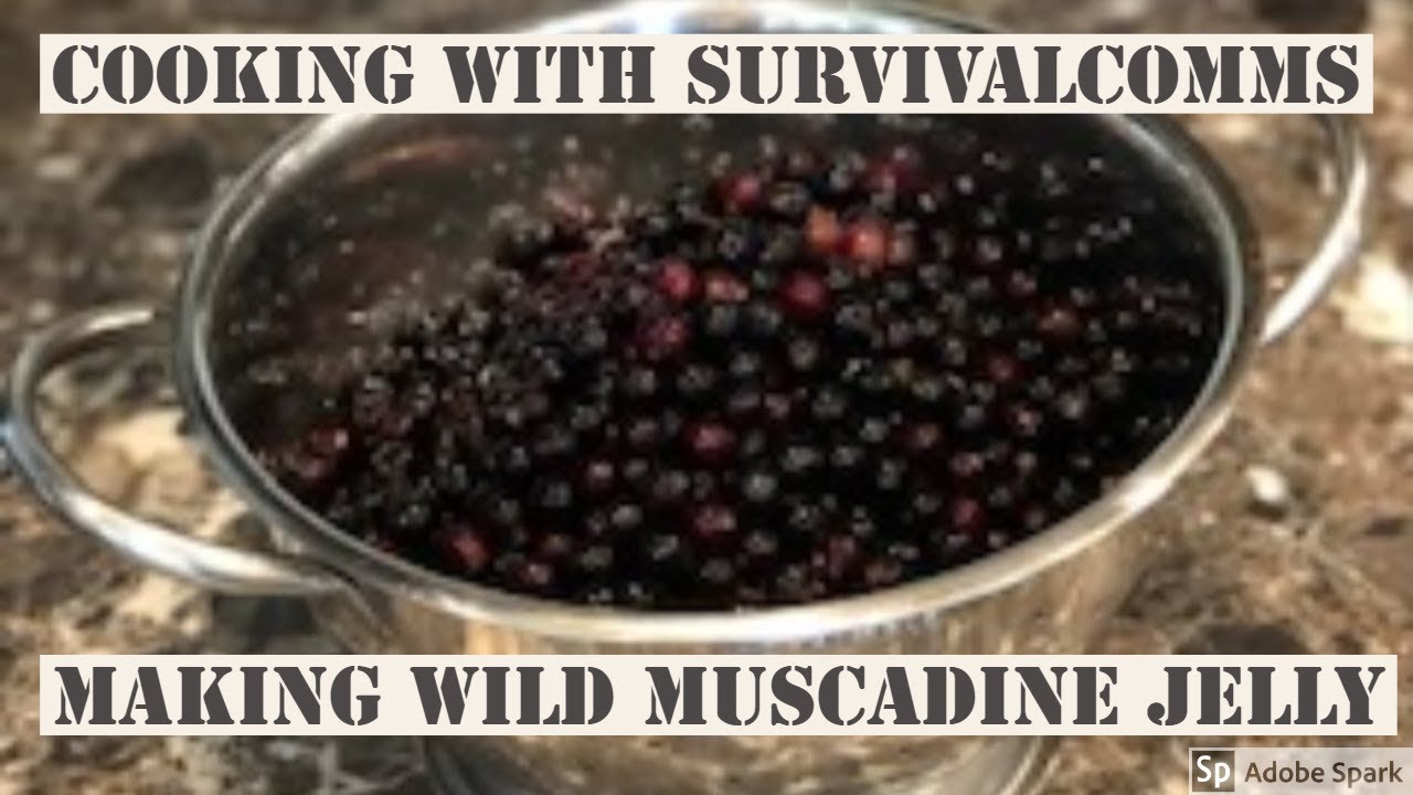 Making wild muscadine jelly - Cooking with Survivalcomms