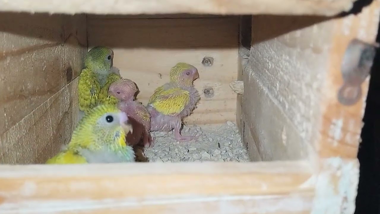 NGR pets farm update ( day 5 ) kannada new vlog || birds information in kannada 