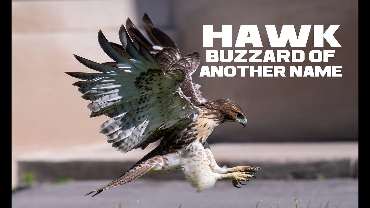 10 Hawk Facts - Buzzard of Another Name - Animal a Day H Week