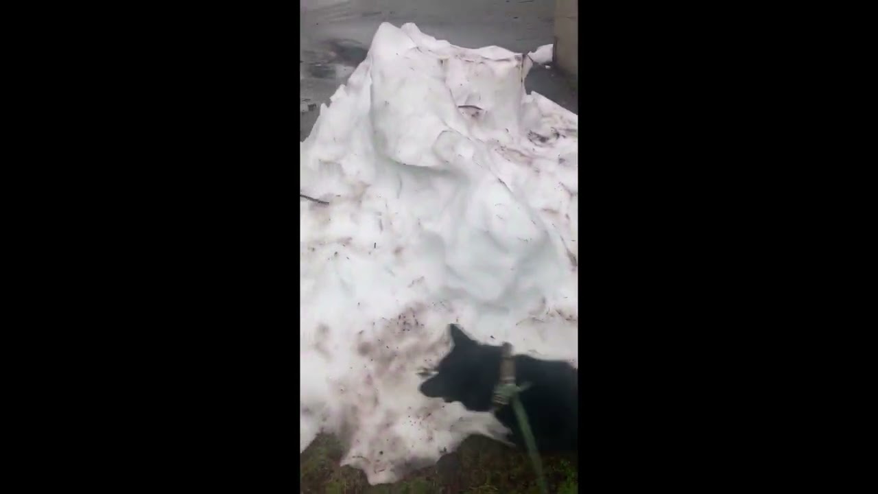 Makeshift snow day!!!