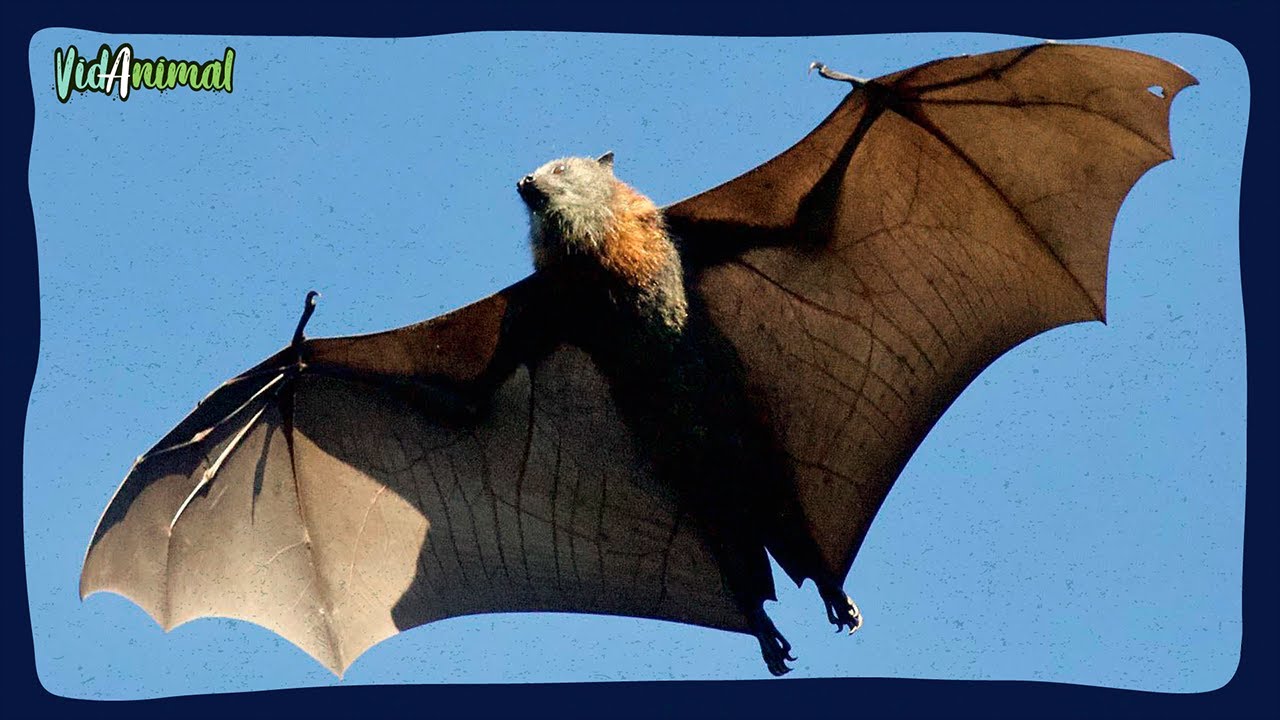 EL GRAN ZORRO VOLADOR: El megamurcielago.