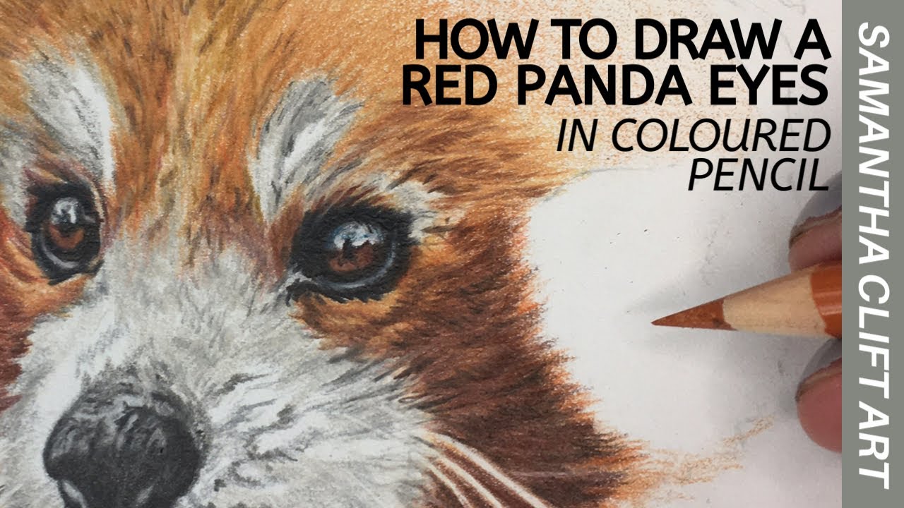 Coloured Pencil Tutorial - Red Panda Eyes | Samantha Clift Art