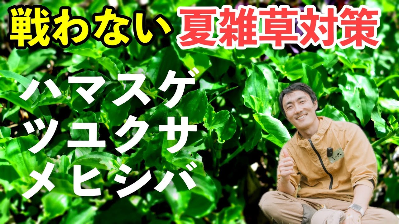 凶悪雑草も味方に！？そーやん的夏雑草との付き合い方【ハマスゲ・メヒシバ・ツユクサ】