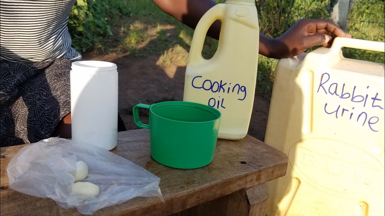 How to mix Rabbit Urine and make  a Pesticide for Tomatoes