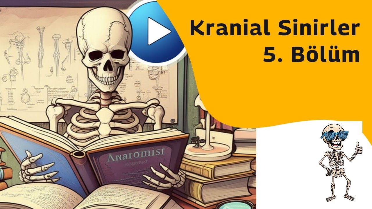 Kranial sinirler - Bölüm 5 [Teorik]