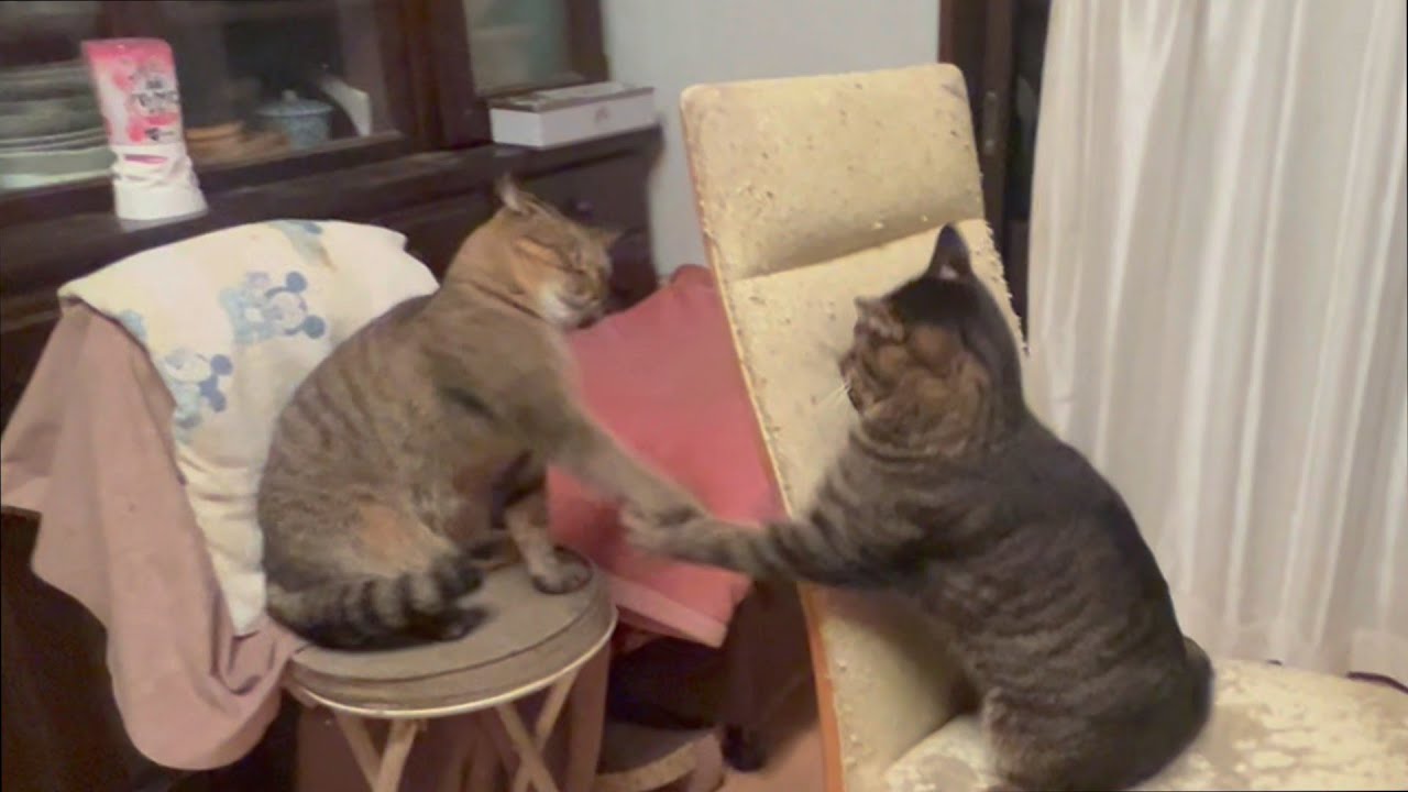 うんっ僕ちょっと強いかも♡と思ってる猫
