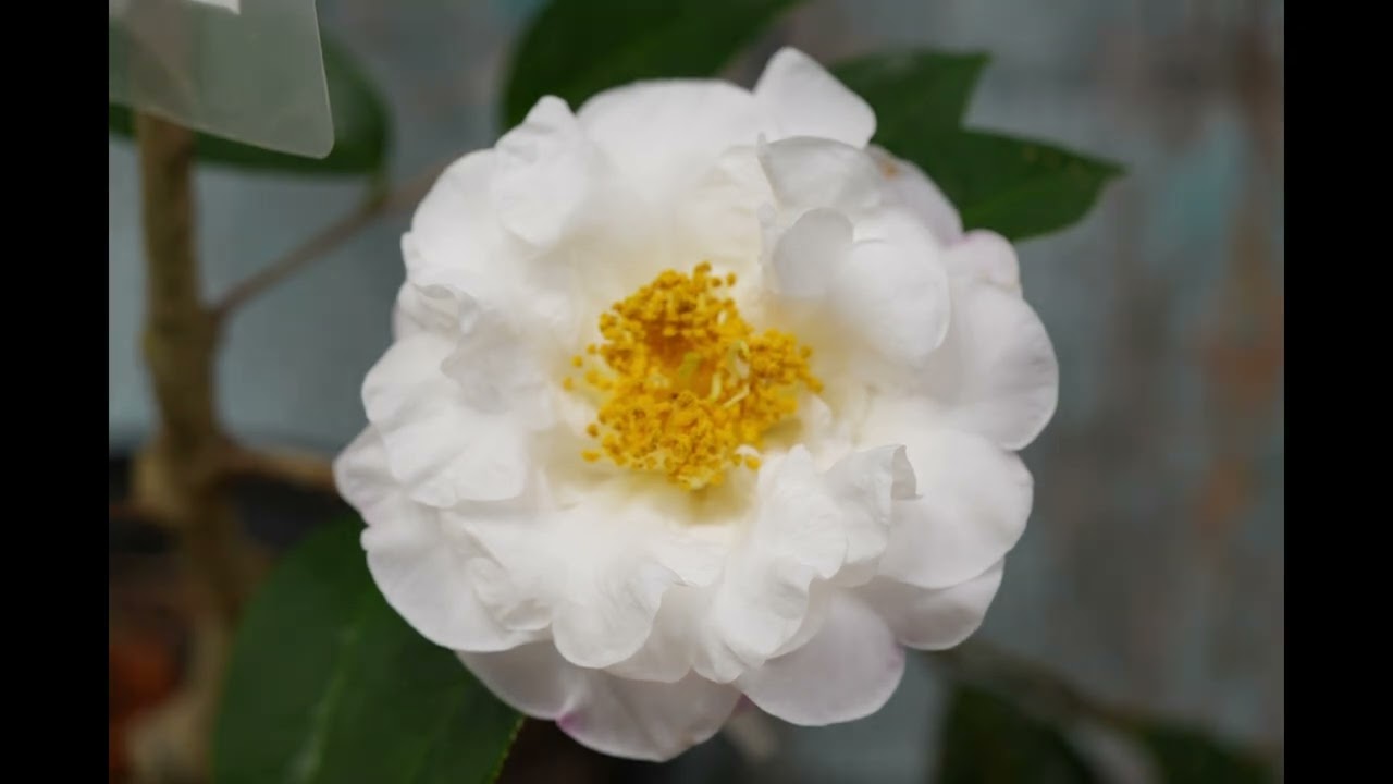 Camellia reticulata Lady Pamela bloom timelapse