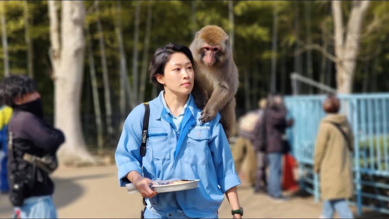 ¡Punch, el mono abandonado que conquistó el mundo! 🐒❤️
