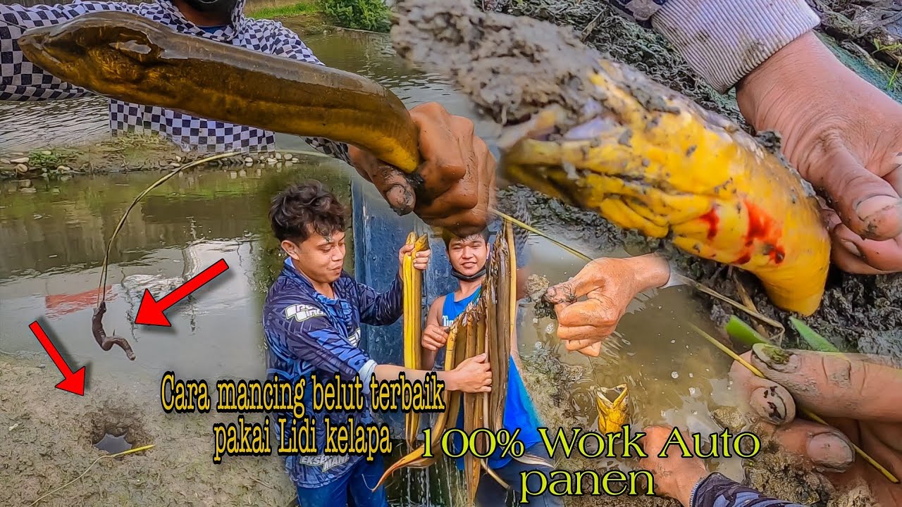 Cara Mancing Belut Pakai Lidi Kelapa Di Jamin Langsung Panen || Bolang Lintas Negara