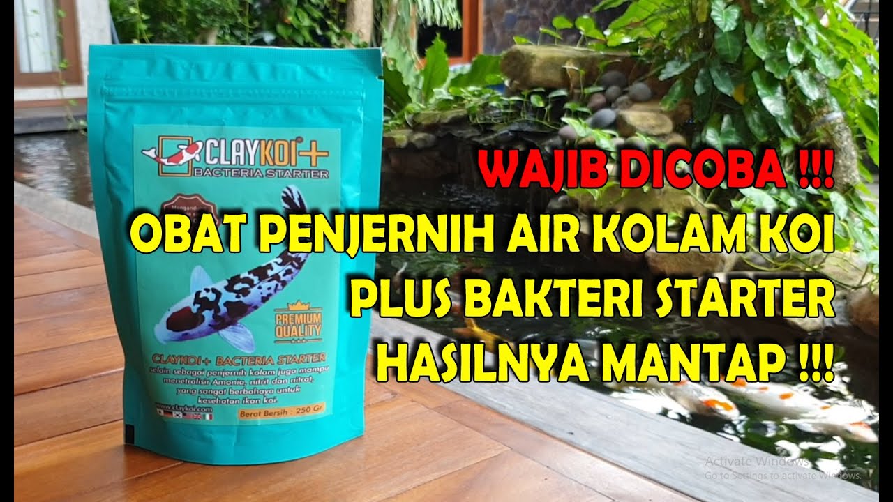 OBAT PENJERNIH AIR KOLAM KOI | CLAY KOI PLUS BAKTERI STARTER