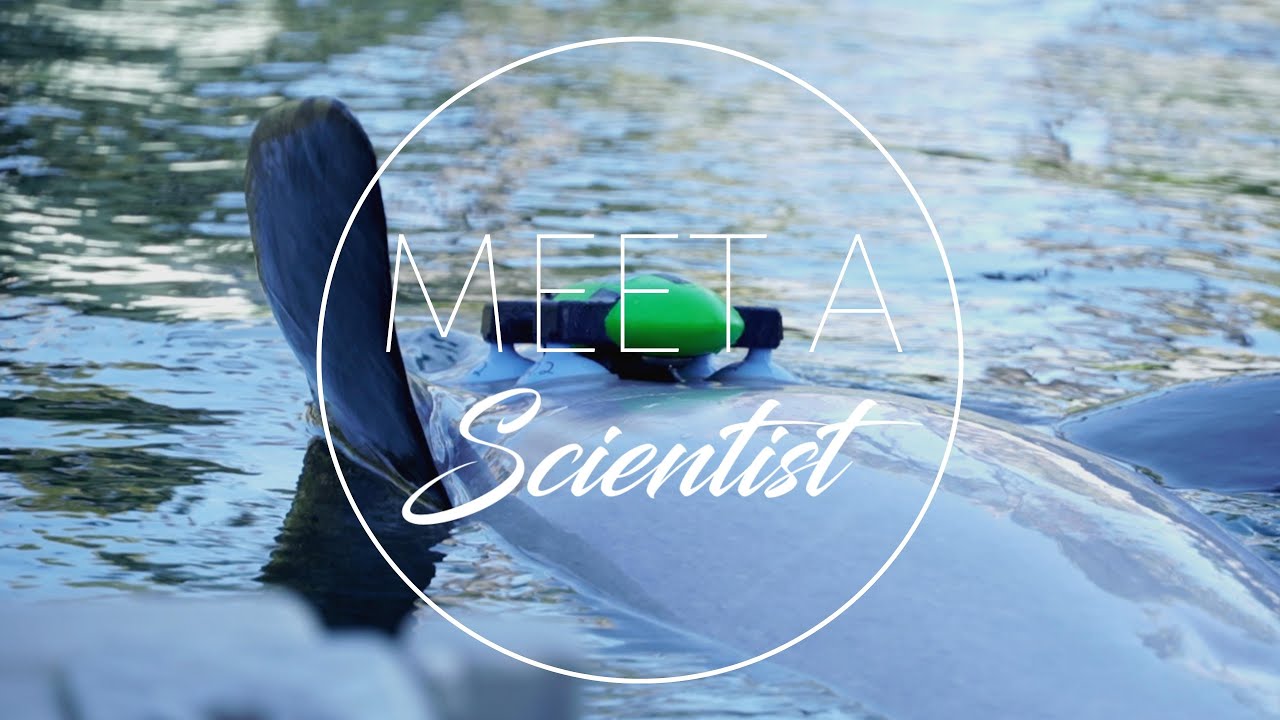 Dolphin Metabolic Research Study: Part 2 - Dolphin Quest Oahu