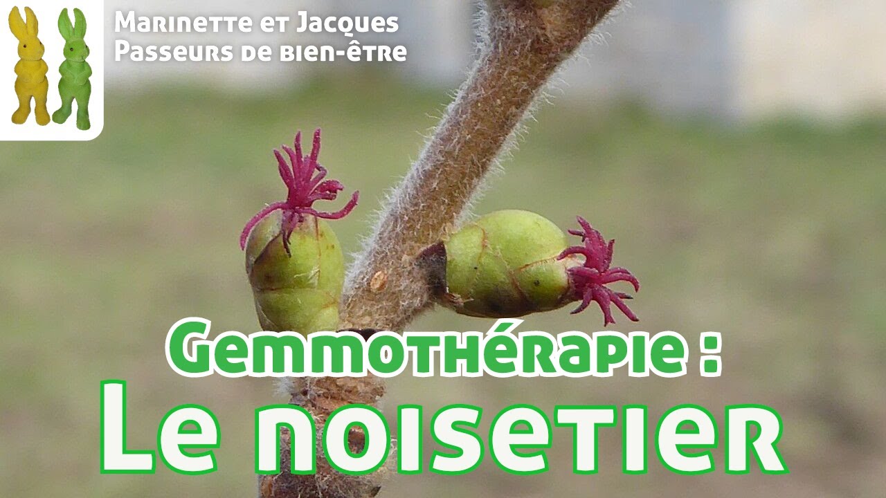 Gemmotherapie. Le noisetier - Corylus avellana  -  Les visites de Spagyrusz.