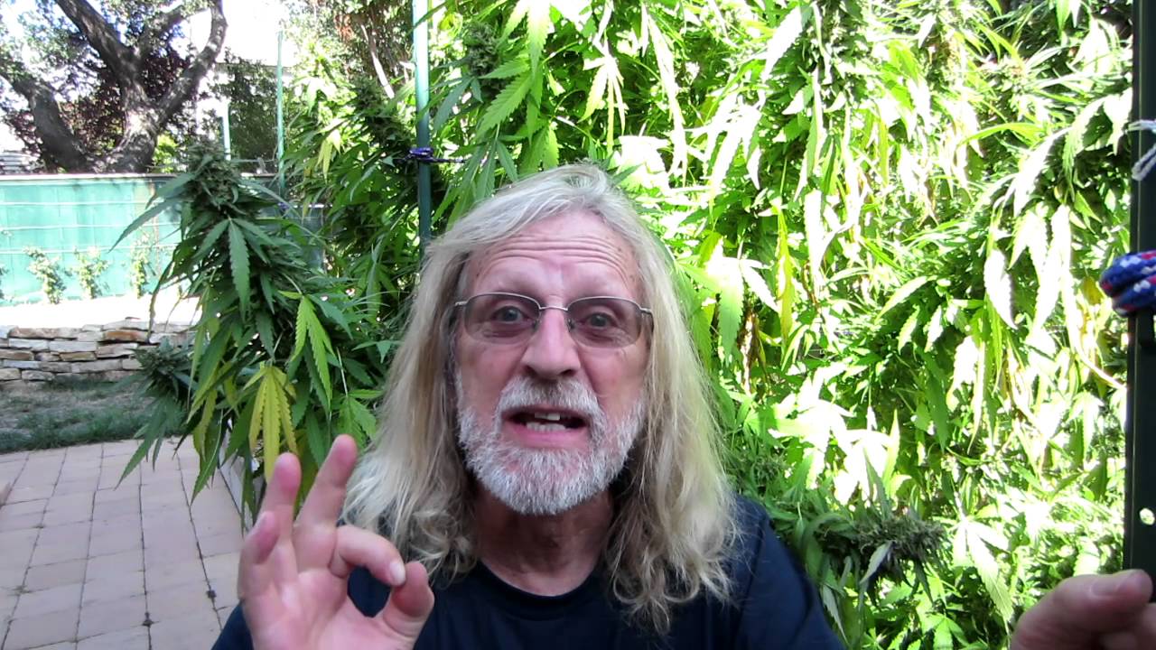 Harvesting Cannabis - Episode Two
