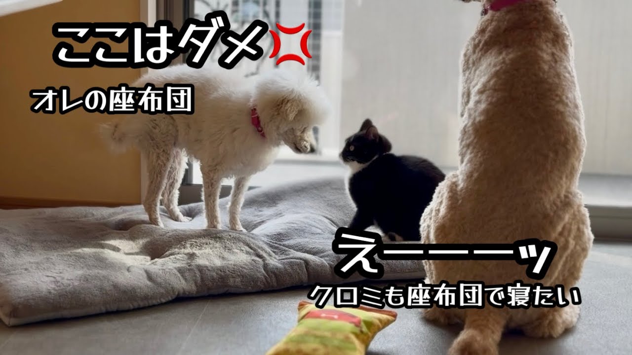 【猫vs犬】勝つのはどっち？