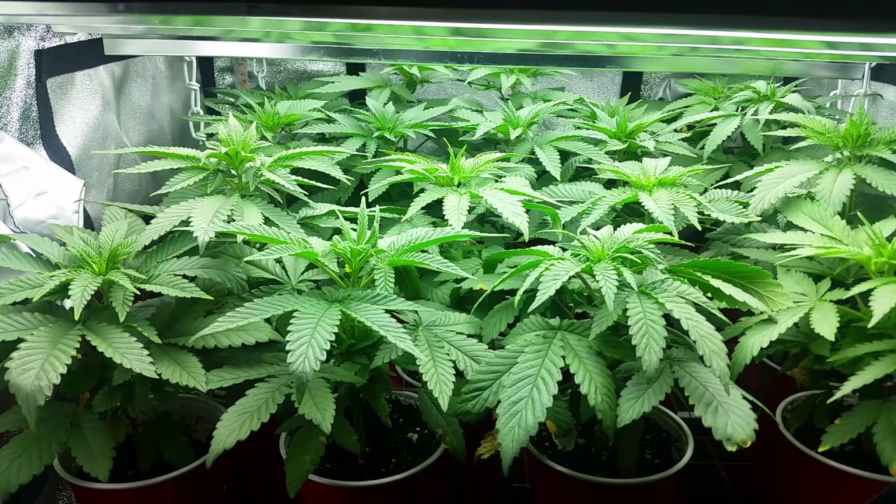 Humboldt seeds organization sapphire og kush grow ep2 4x4 srog Mars 1600