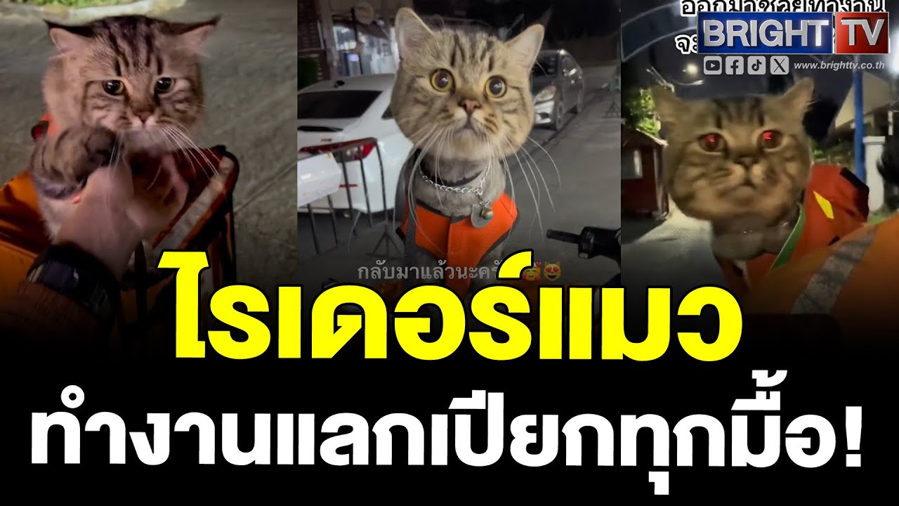 ใจละลาย น้องสาโทไรเดอร์แมว! นอกจากจะน่ารัก ยังแสนรู้มาก