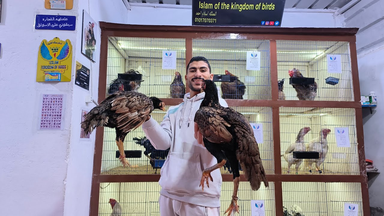 فرختين باكستاني سبرايت ذهبي من اعلى المستويات في مصر بفضل الله المملكه منبع الطيور 💯