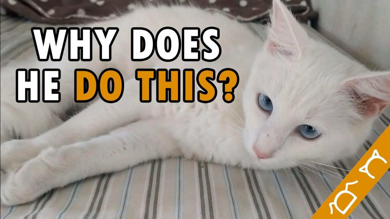 If Your Cat Sleeps With You, This Is What It Means...