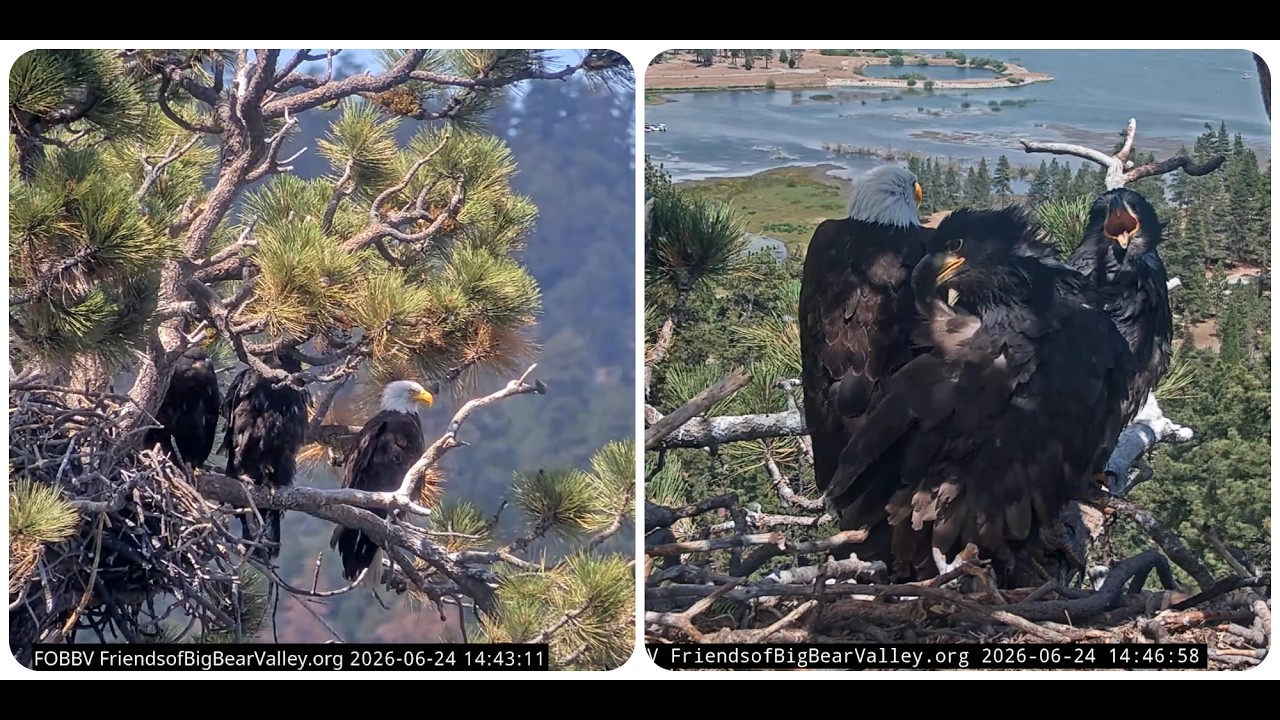 Daddy Shadow with his eaglets 24.06.2026 @FOBBVCAM