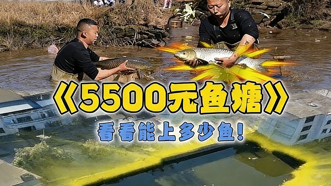花5500包下大叔家的魚塘，看看到底能上多少魚！ #戶外 #魚塘 #抓魚 #甲魚 #fishing