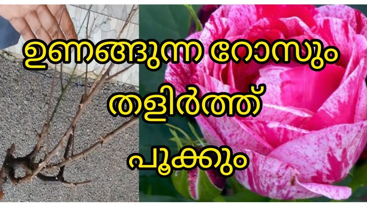 ഉണങ്ങി തീരാറായ റോസും  രക്ഷിച്ചെടുക്കാം... റോസ് വളർത്തുന്നവർ തീർച്ചയായും കാണുക