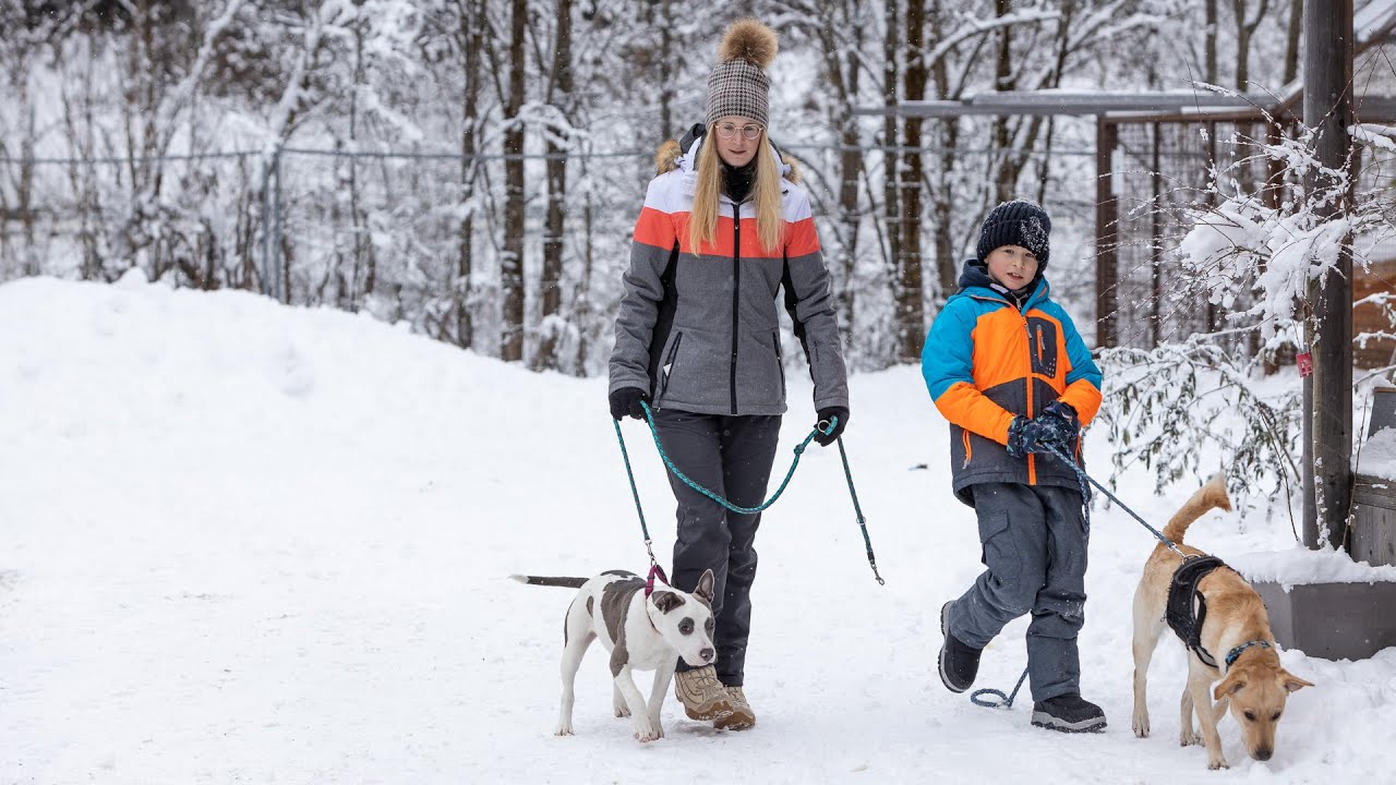 Gassi gehen mit Hunden aus dem Tierheim