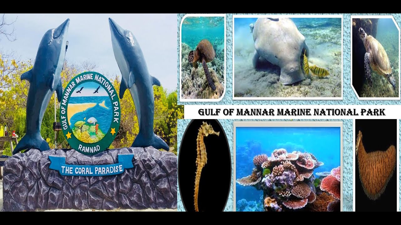 🐠🌊 Gulf of Mannar Marine National Park | You Won&rsquo;t Believe What&rsquo;s Under India&rsquo;s Seas!🐬🌊