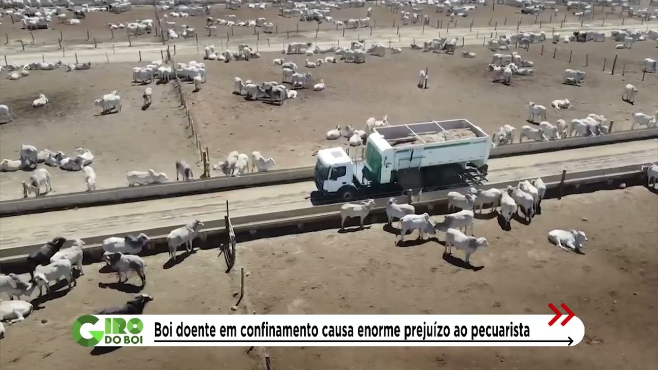 ESTUDO REVELA QUANTO UM ANIMAL DOENTE GERA DE PREJUÍZO NOS CONFINAMENTOS; CONFIRA