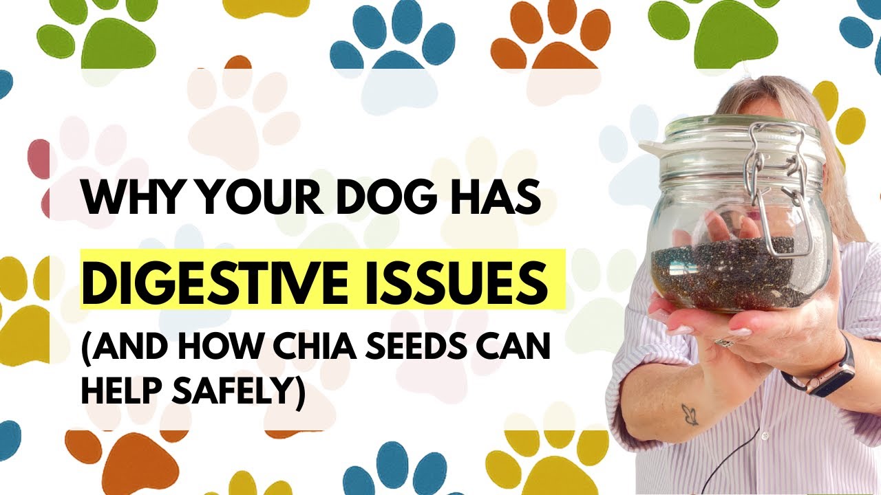 Why Your Dog Has Digestive Issues (And How Chia Seeds Can Help Safely)