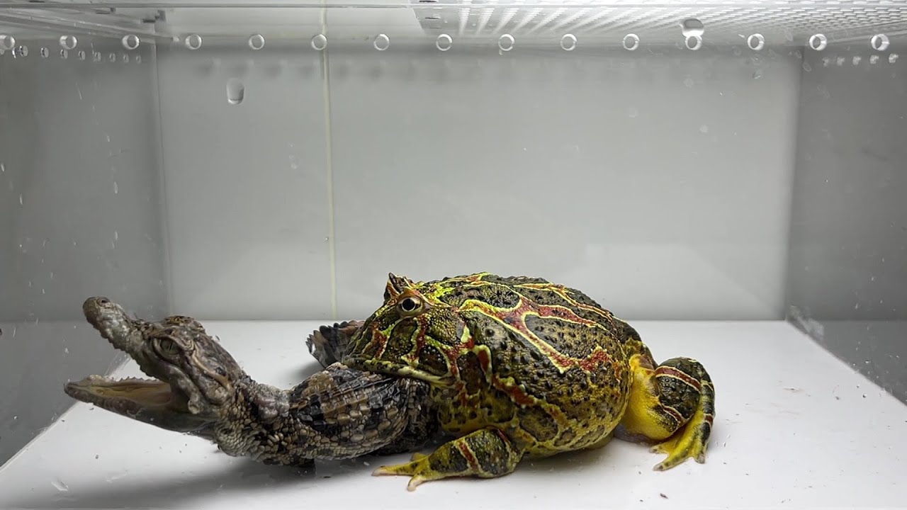 Pacman frog vs Crocodile (LIVE FEEDING WARNING)