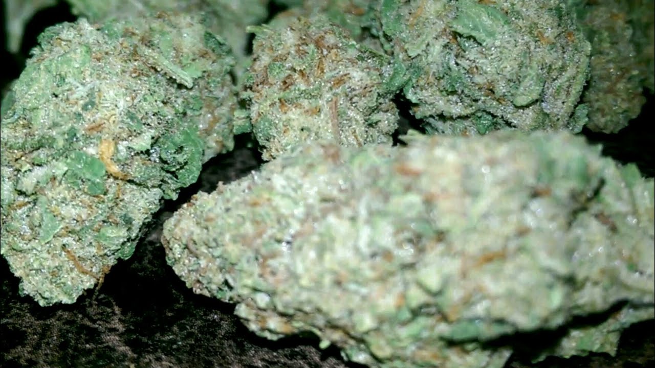 Rascal og 🔥🔥🔥🔥🔥