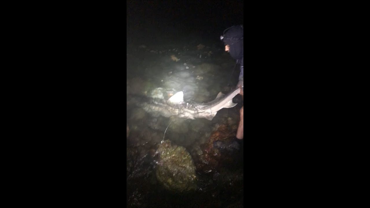 8 foot plus tiger shark released