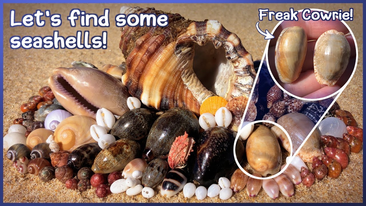 Finding Seashells at Low Tide | Rare Freak Eroded Cowrie #shelling #shell