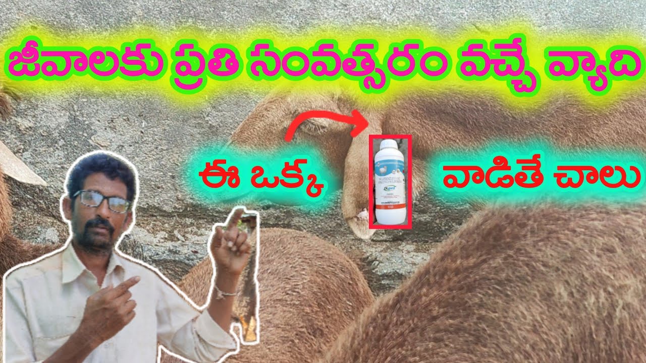 #Bottle jaw(గొంతు కింద నీరు)Treatment for animals#asmr#ayushmantrafarming#treatment#jaijawanjaikisan