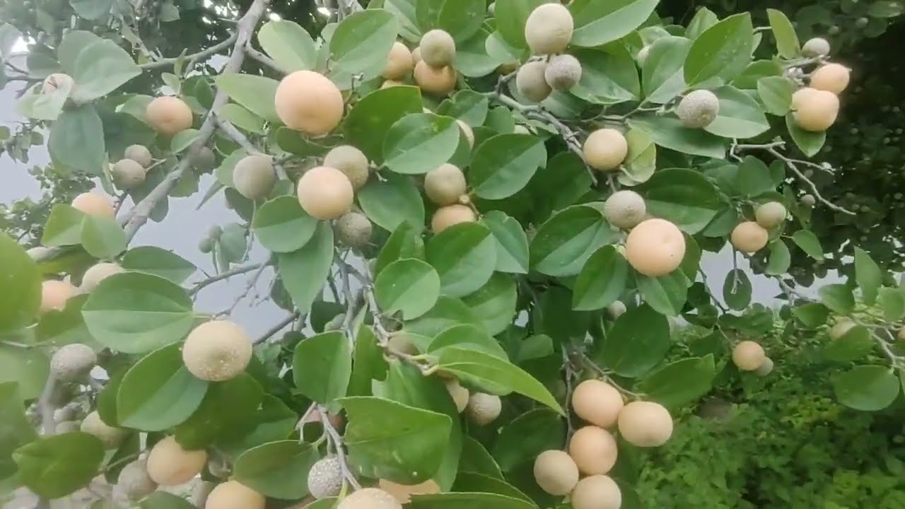 Olha um Juazeiro cheio de frutas 